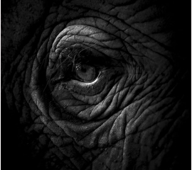 Masai Mara 2017, Archival pigment print